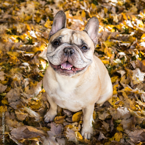 Portrait of Fawn French Bulldog Sitting on Autumn Leaves. © carolinemaryan
