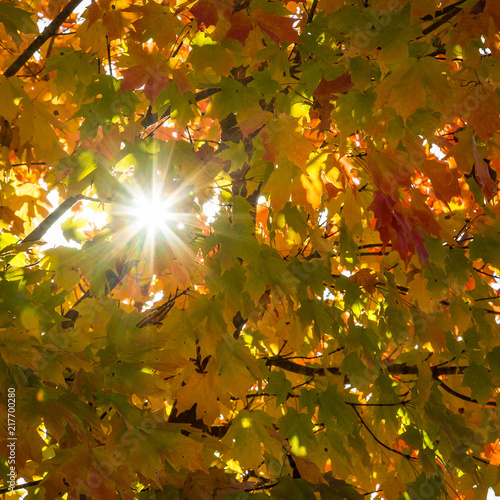 Colorful Autumn Leaves with a Sunburst