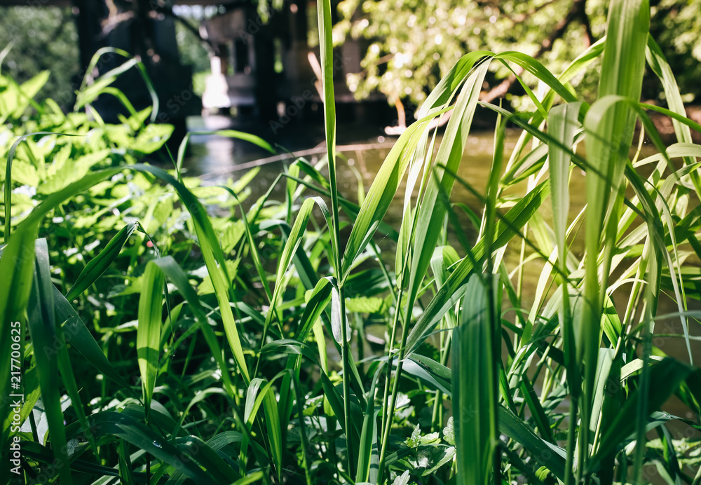 Obraz premium The roots and branches of trees with green grass over the water in the forest. Small natural river in the nature. Summer sunny day. Freedom travel creative photo.