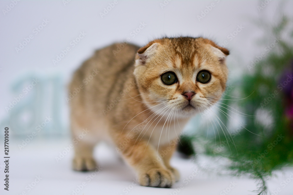 kitten cat scottish straight, lop-eared fluffy, animal kitten cat scottish straight, lop-eared fluffy, animal