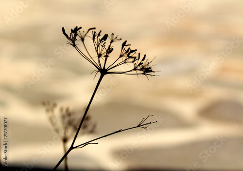 Simplicity - silhouette of a dry plant with seeds