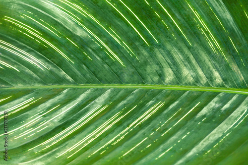 Texture of a large tropical green leaf with white line.