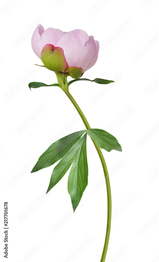 Obraz premium Peony