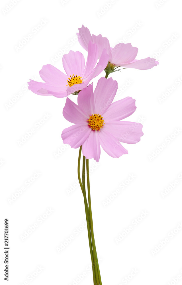 cosmos flower cosmos flower