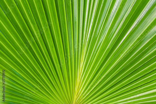 Green nature background  texture big leaf of a tropical palm