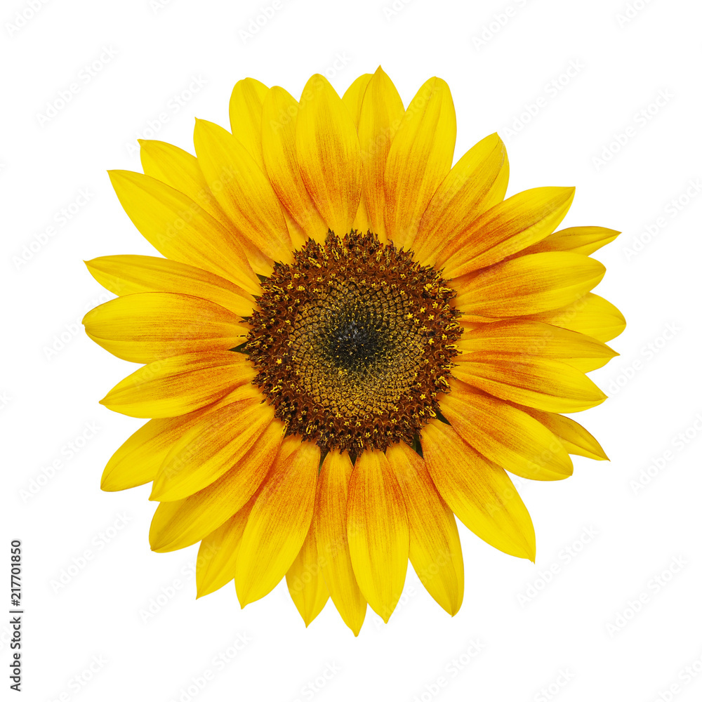 sunflower sunflower