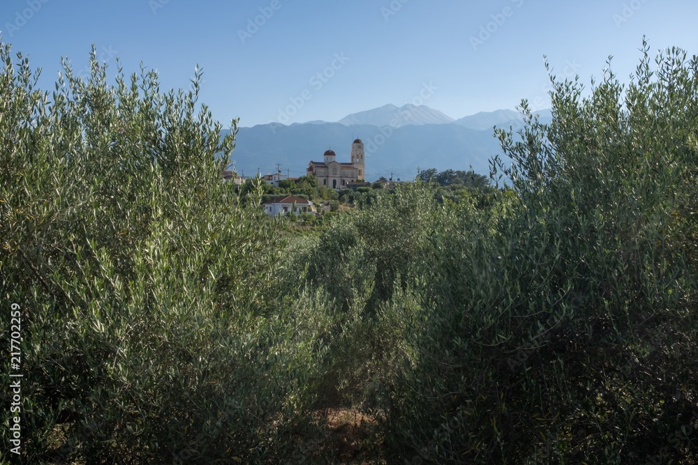 Vamous olive trees Olivenbäume Vamous olive trees Olivenbäume