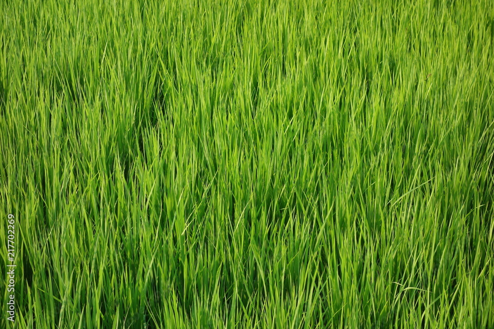Obraz premium 7月の稲
