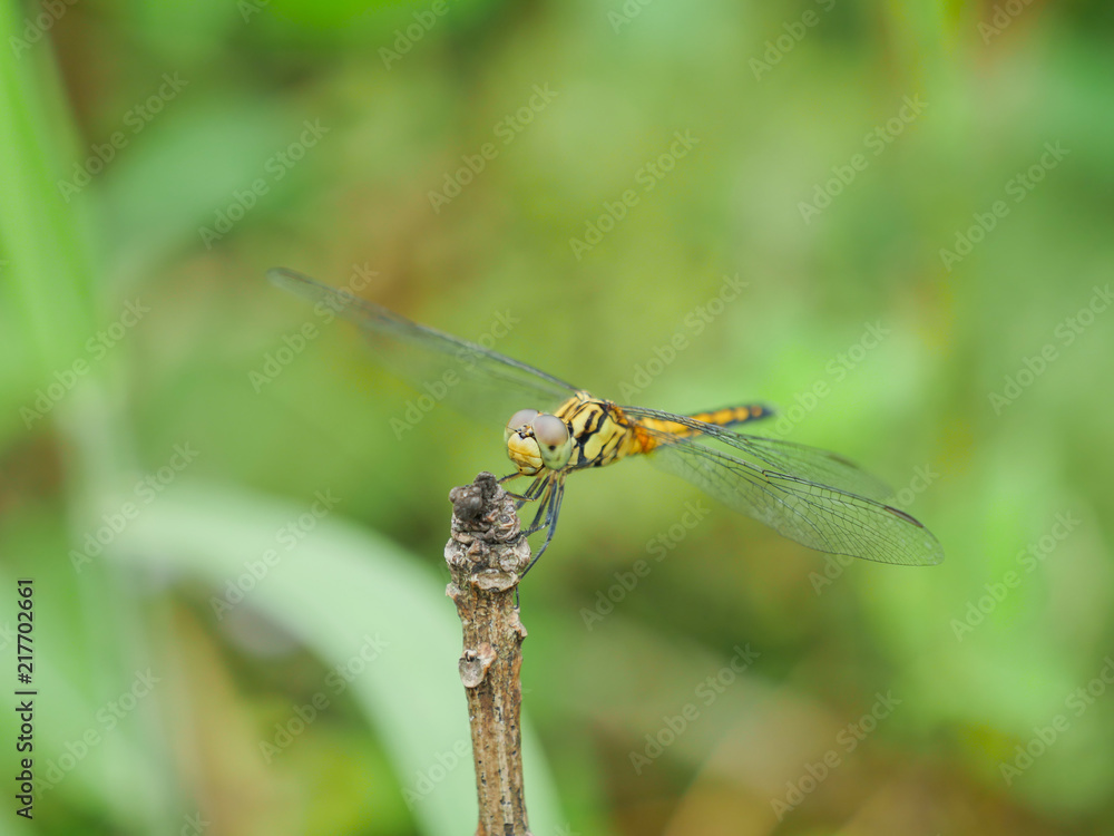 The dragonfly standing in the branch The dragonfly standing in the branch