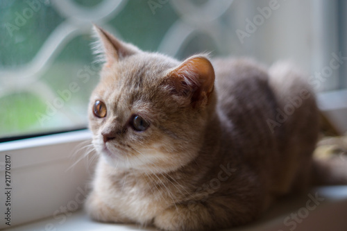 Cute British rose-gold colour kitten on white windowsill. Kitten looks in window glass.
