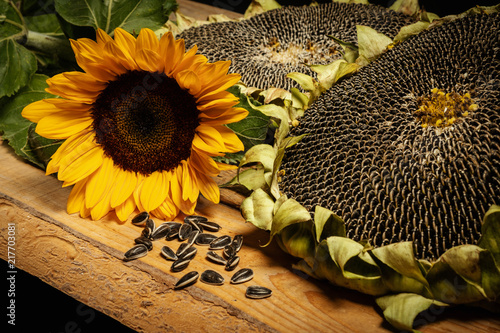 Obraz na płótnie big and delicious sunflower on an old wooden table on a black background w salonie