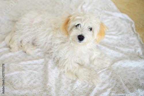 Fototapeta Naklejka Na Ścianę i Meble -  Cute white young maltese dog