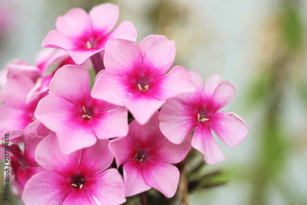 Blossoms of phlox from close-up. Bokeh background. Blossoms of phlox from close-up. Bokeh background.