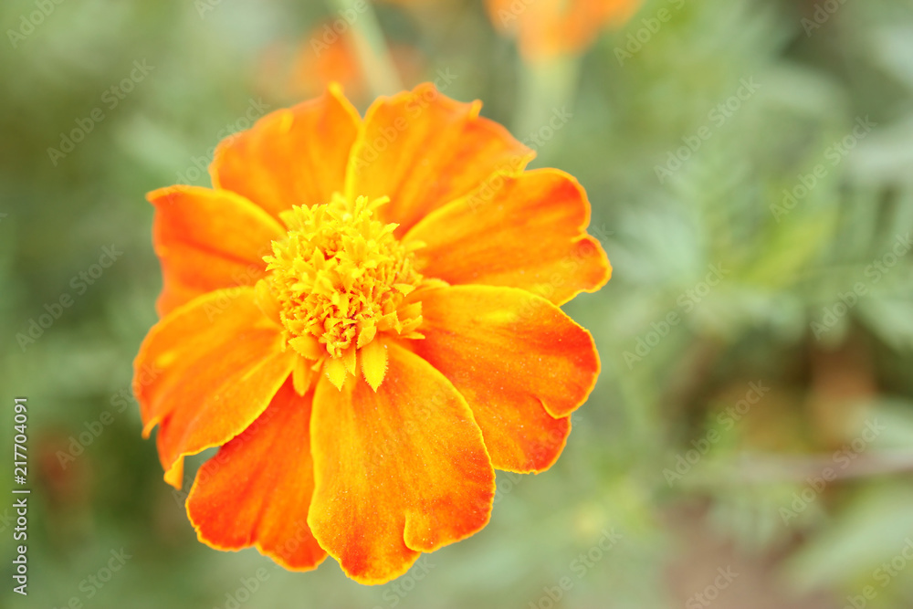 Blooming orange african marigold with bokeh background. Aztec marigold. Blooming orange african marigold with bokeh background. Aztec marigold.