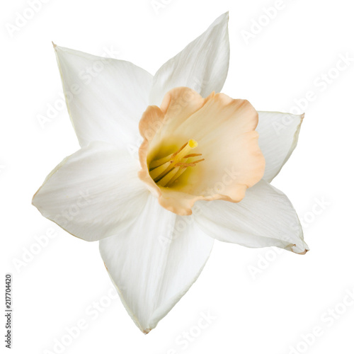 Flower of a daffodil with a delicate beige center isolated on white background.