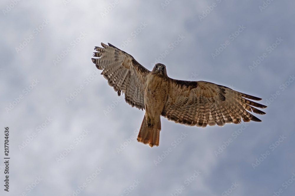 Fototapeta premium Bird hawk flying high above California