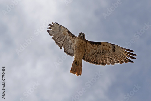 Bird hawk flying high above California