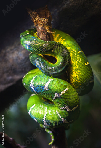 A large green boa slept on a tree branch curled up.