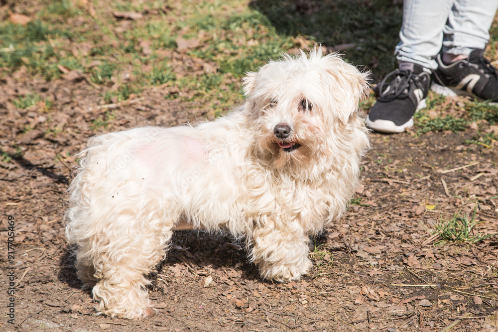 portrait of a bichon dog living in Belgium portrait of a bichon dog living in Belgium