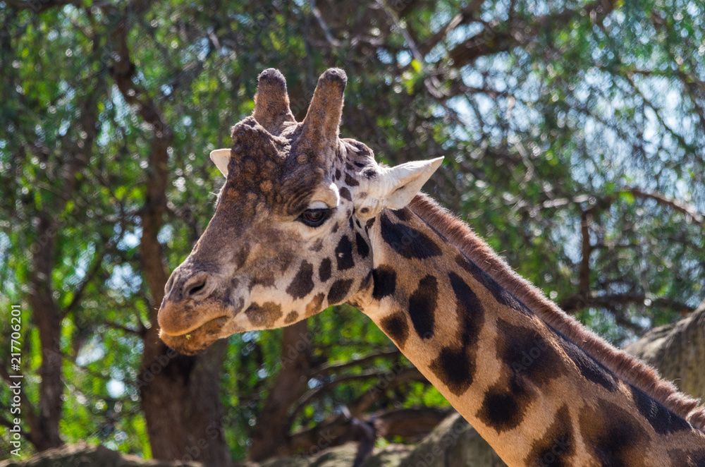 Portrait image of a Rothschilds giraffe, an endangered subspecies. Portrait image of a Rothschilds giraffe, an endangered subspecies.