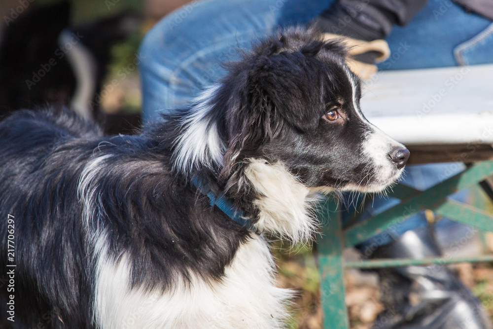 Portrait of border collie dog living in Belgium Portrait of border collie dog living in Belgium