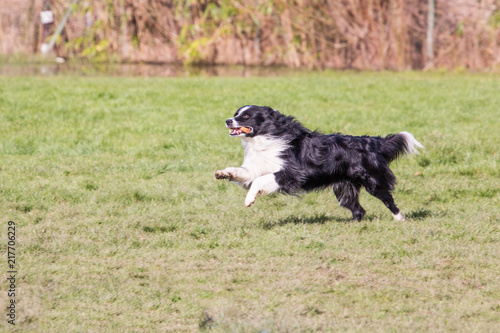 Portrait of border collie dog living in Belgium