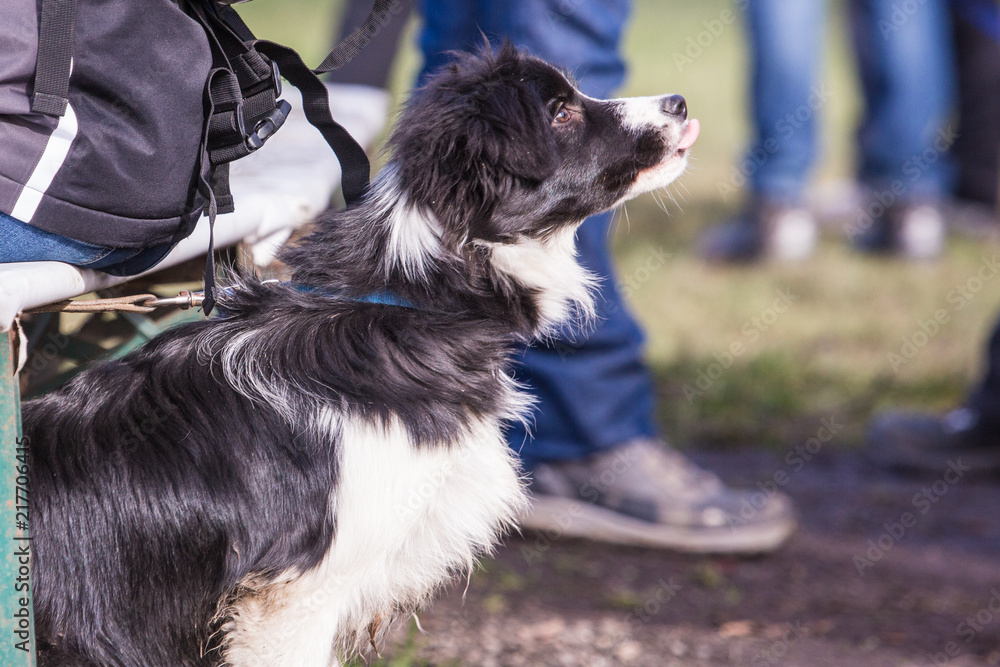Fototapeta premium Portrait of border collie dog living in Belgium