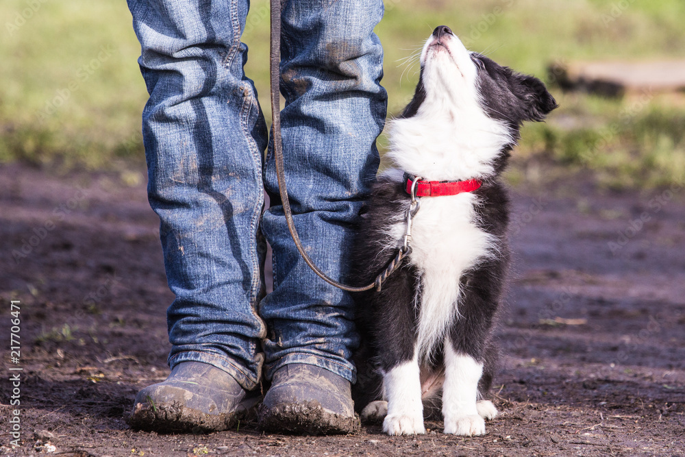 Portrait of border collie dog living in Belgium