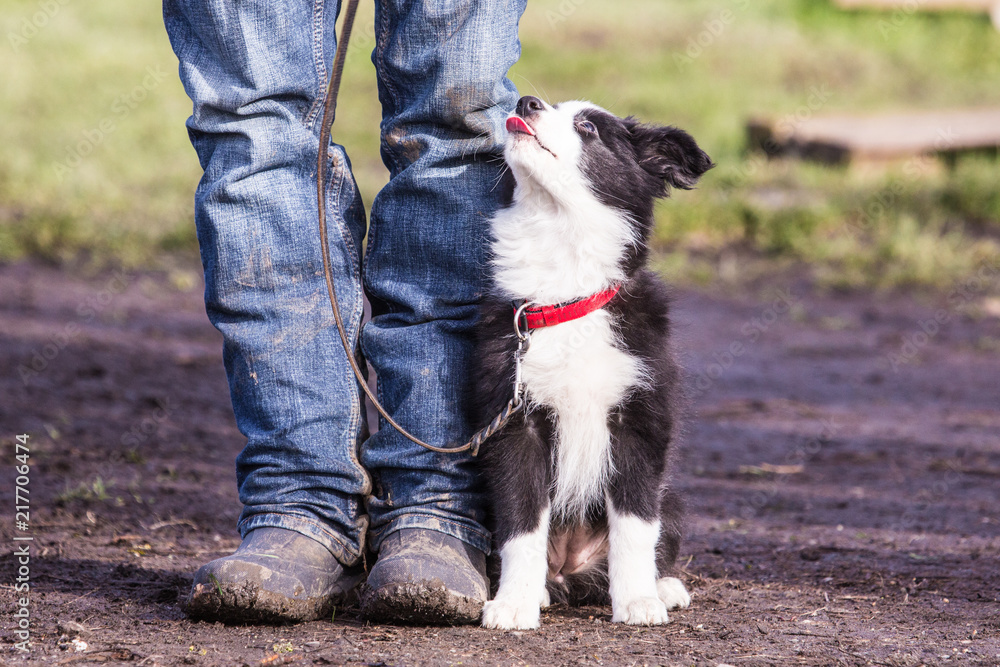 Portrait of border collie dog living in Belgium Portrait of border collie dog living in Belgium