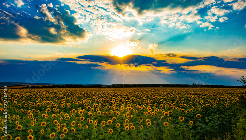 Sunflower field at sunset