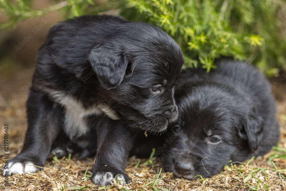 Puppies Playing in Garden