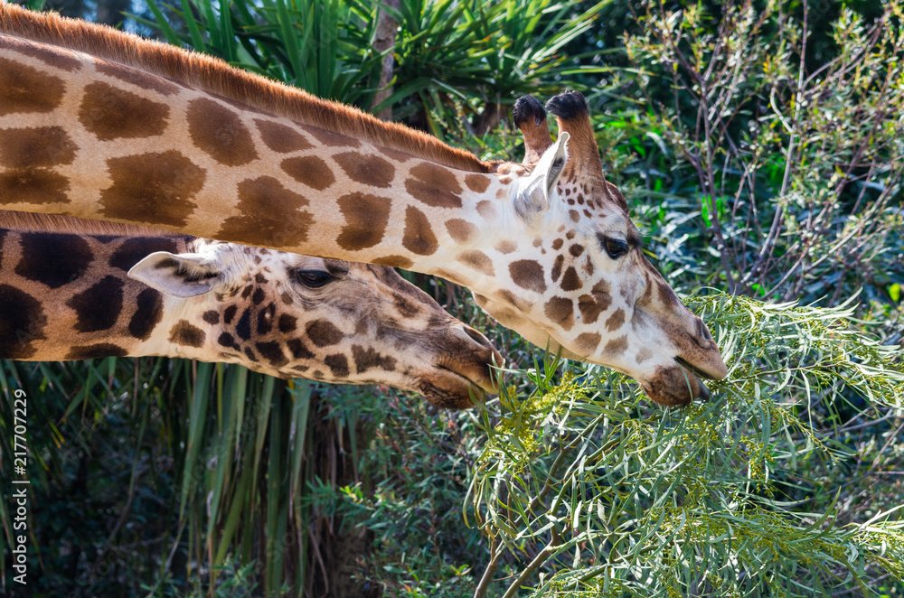 Portrait image of a Rothschilds giraffe, an endangered subspecies. Portrait image of a Rothschilds giraffe, an endangered subspecies.