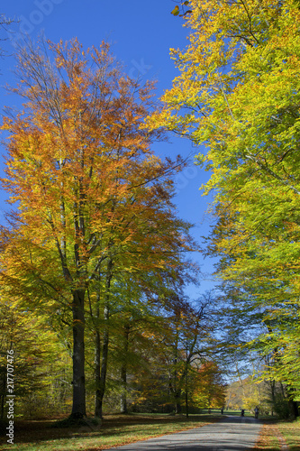 Rotbuche (Fagus sylvatica) mit Weg im Herbst
