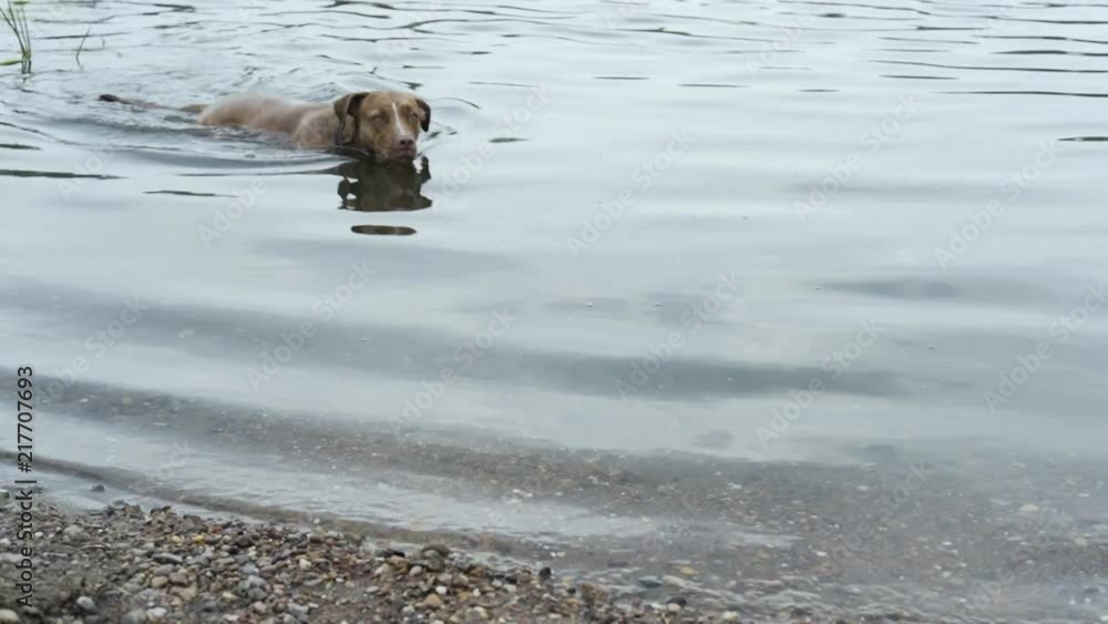 The dog swims in the lake in hot summer day (50 fps) The dog swims in the lake in hot summer day (50 fps)