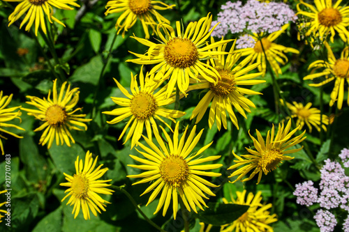 panorama from green beskid mountains  high tatra  with yellow flowers