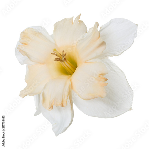 Fototapeta Naklejka Na Ścianę i Meble -  An unusual daffodil flower isolated on white background.