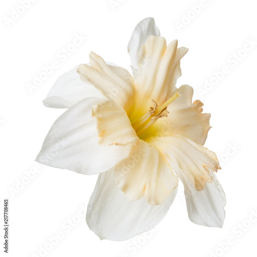 Fototapeta Naklejka Na Ścianę i Meble -  An unusual daffodil flower isolated on white background.