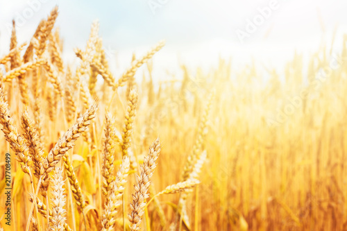 Wheat field. Beautiful rural scenery and sunset landscape. Harvest concept