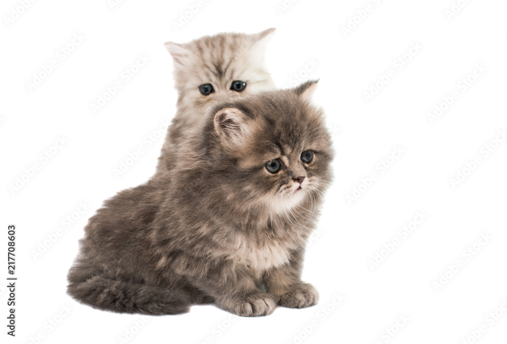 fluffy kittens isolated