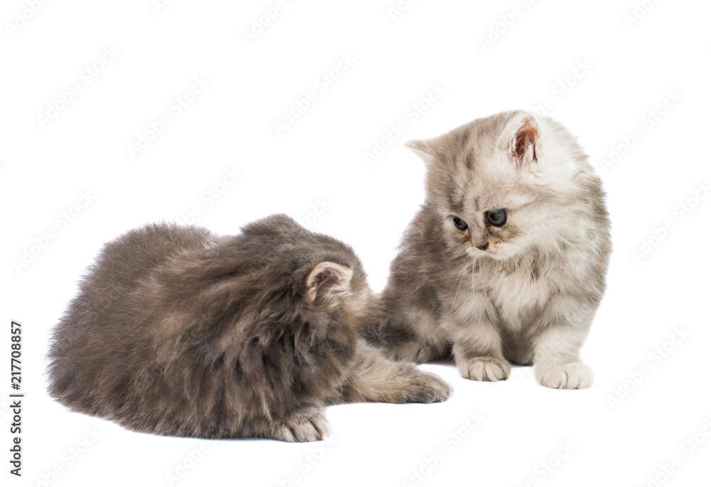 fluffy kittens isolated