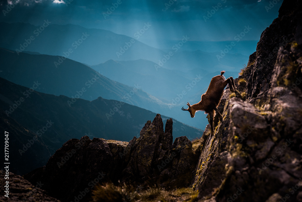 Plakat Kozica biegnie w górę dzikich gór, Wysokie Tatry, Słowacja