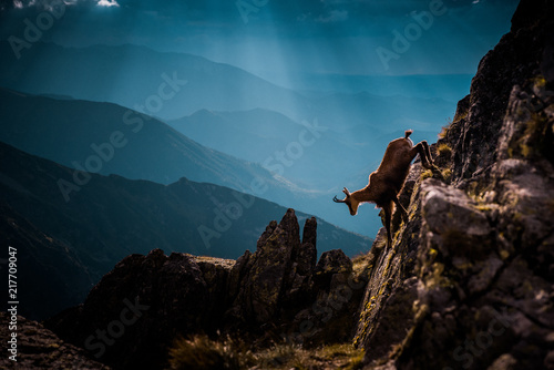 Chamois run up hill in wild mountians, High Tatras, Slovakia
