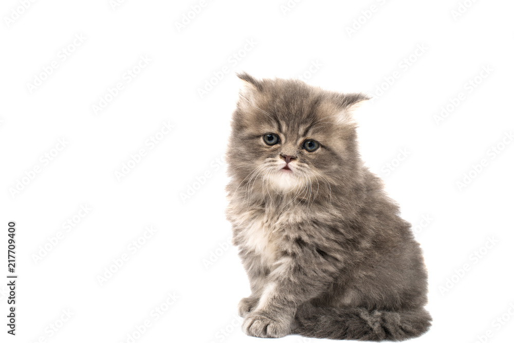 fluffy kittens isolated fluffy kittens isolated