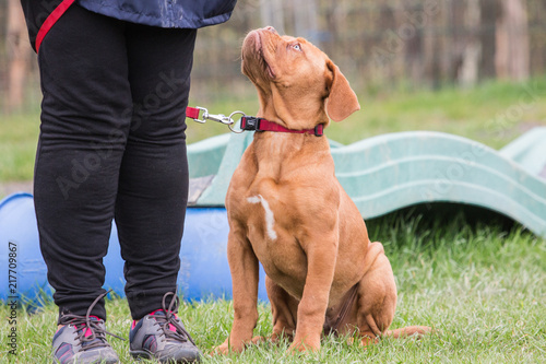 french mastiff dog living in belgium