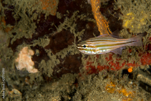 Yellowstriped Cardinalfish, Ostorhinchus Cyanosoma.  photo