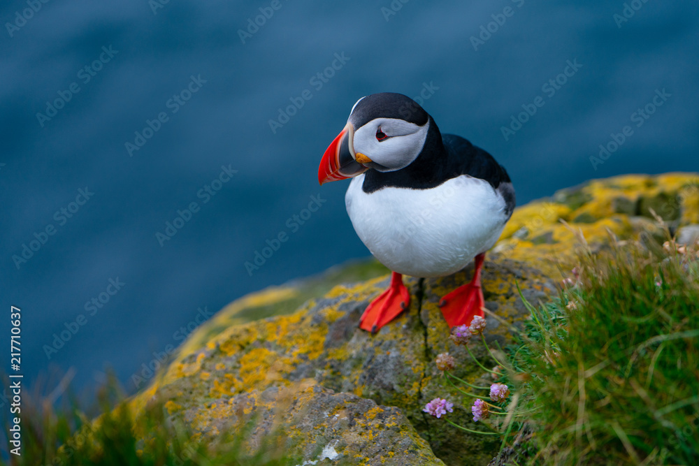 Lovely Atlantic Puffin on the rocks at latrabjarg cliff during summer, Iceland Lovely Atlantic Puffin on the rocks at latrabjarg cliff during summer, Iceland