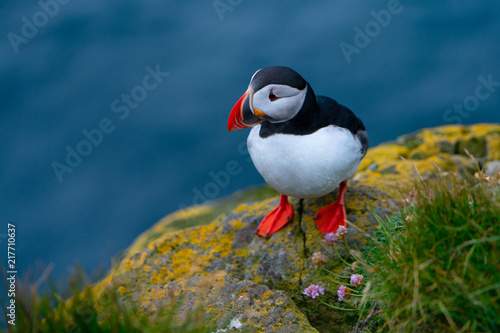 Lovely Atlantic Puffin on the rocks at latrabjarg cliff during summer, Iceland