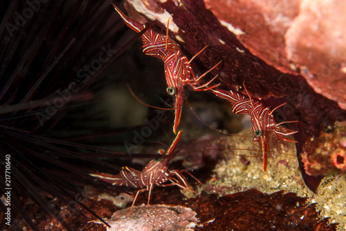 Durban Dancing Shrimps, Rhynchocinetes durbanensis.