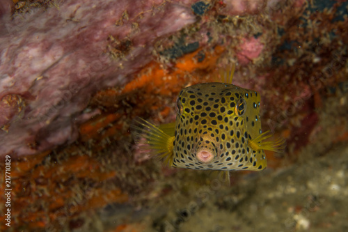 Yellow Boxfish, Ostracion cubicus.