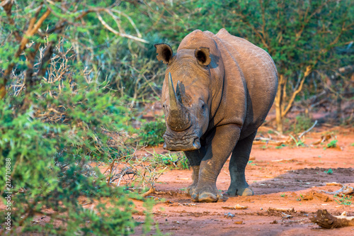Rhino in the golden hour